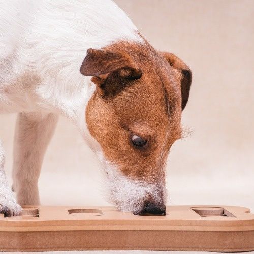 Nosework - co to jest i jak zacząć trening w domu?
