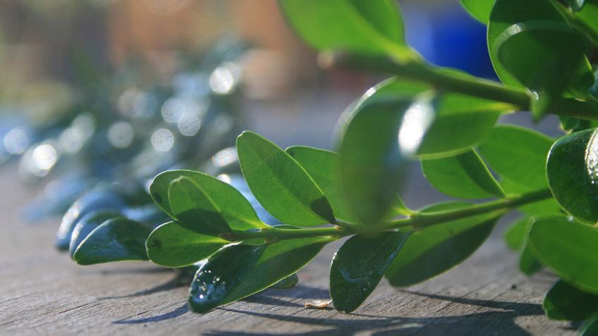 Barwinek jest rośliną trującą