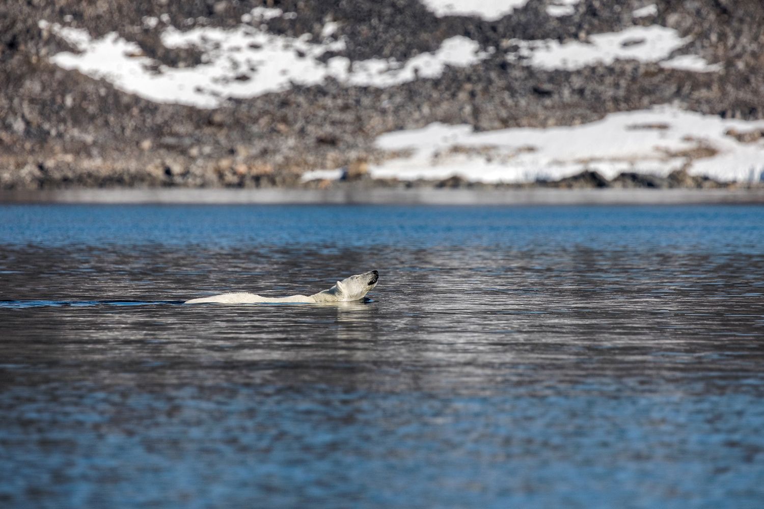 Poruszające zdjęcia niedźwiedzia polarnego próbującego zjeść plastikową torbę 5