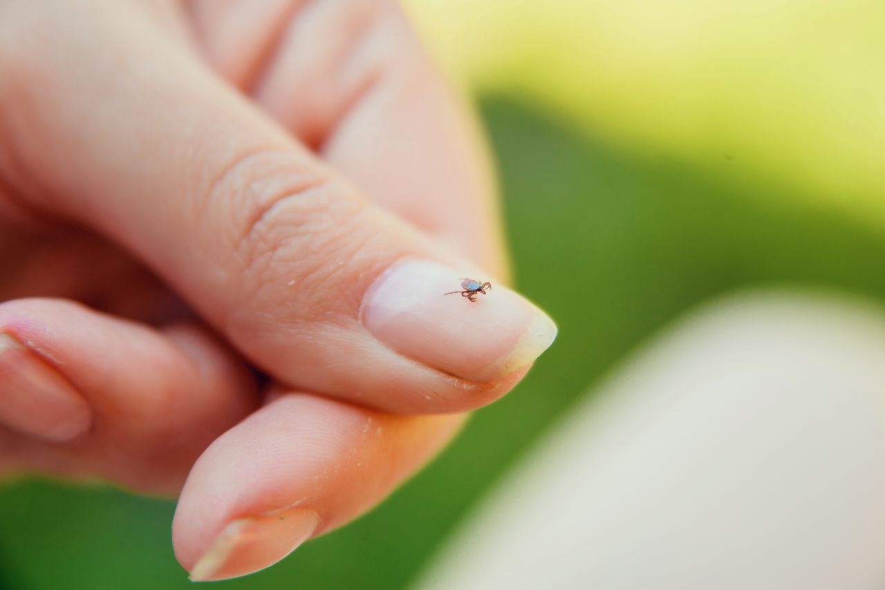 Zasadź te rośliny w ogródku. Kleszcze nawet się nie zbliżą