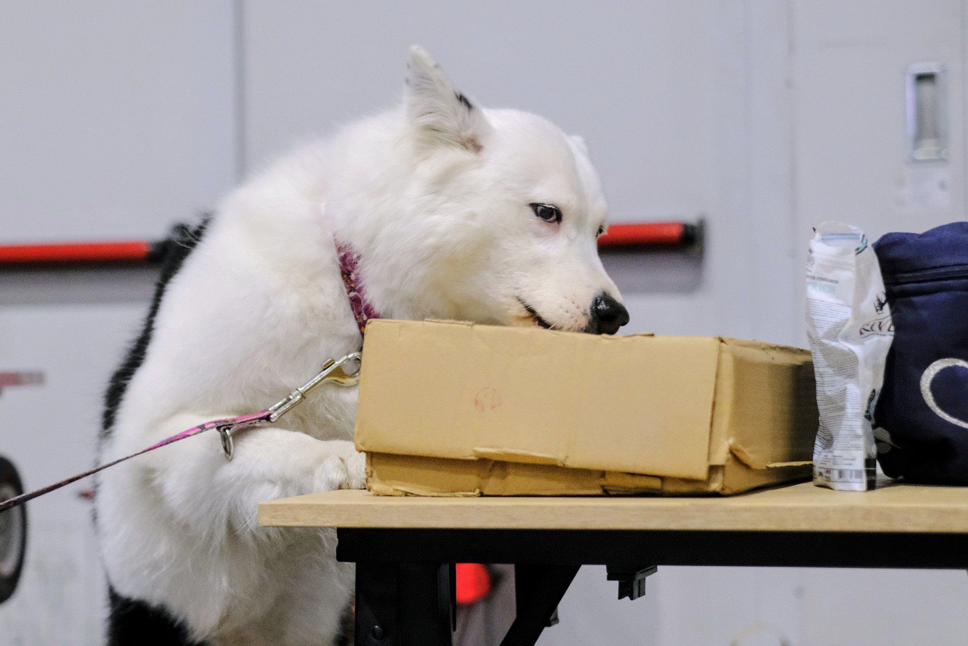 Międzynarodowe Wystawy Psów Rasowych