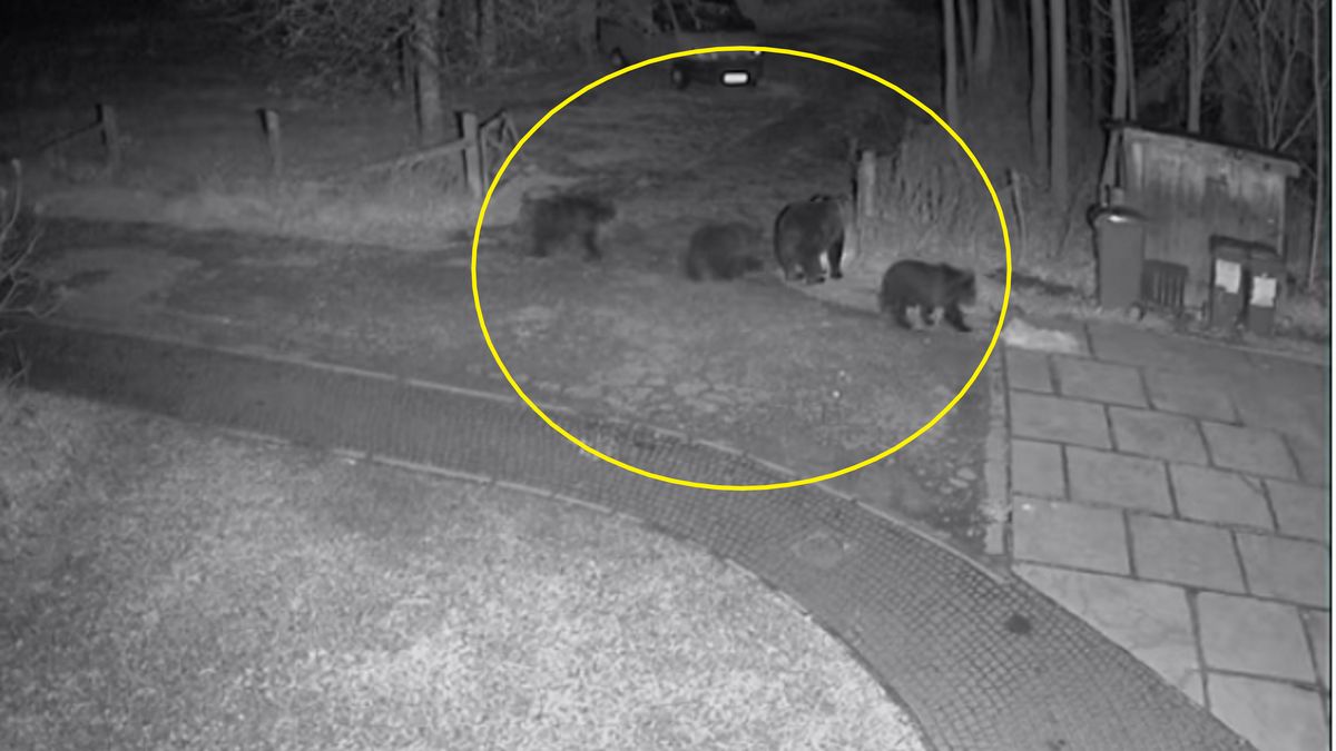 Niedźwiedzica z trzema małymi niedźwiadkami w Zakopanem. 