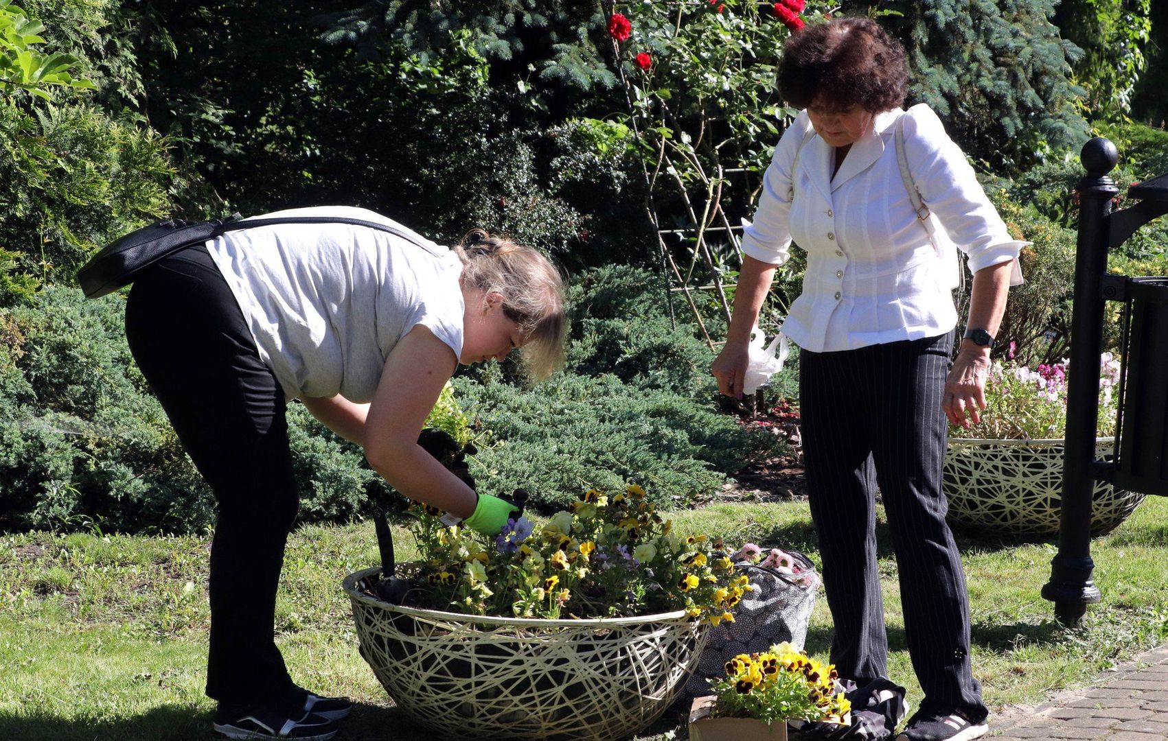 Grudziądzanie odebrali bratki i stokrotki przed wymianą wystroju &#34;Botanika&#34;