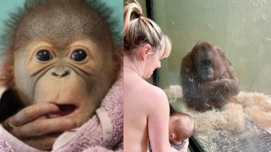Nietypowa akcja w zoo. Finał okazał się rozczarowujący