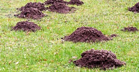 Zasadź tę tanią roślinę w ogrodzie. Krety uciekną co do jednego