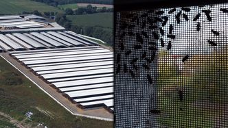 Ujawniamy. Samowola i tysiące sztuk bydła na nielegalnych fermach "króla wołowiny"