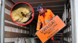 Suwałki ogłoszone obszarem zagrożonym wścieklizną. Nietoperz pogryzł nastolatka