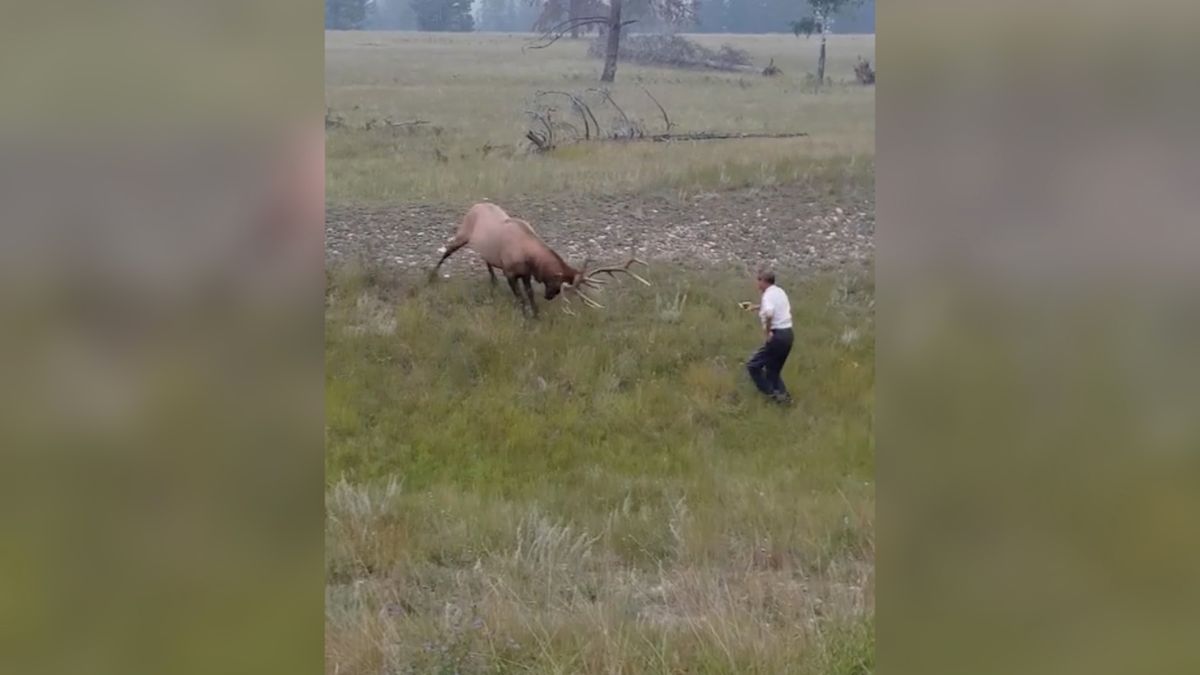 Głupota ludzka nie zna granic. Oko w oko ze wściekłym jeleniem 1