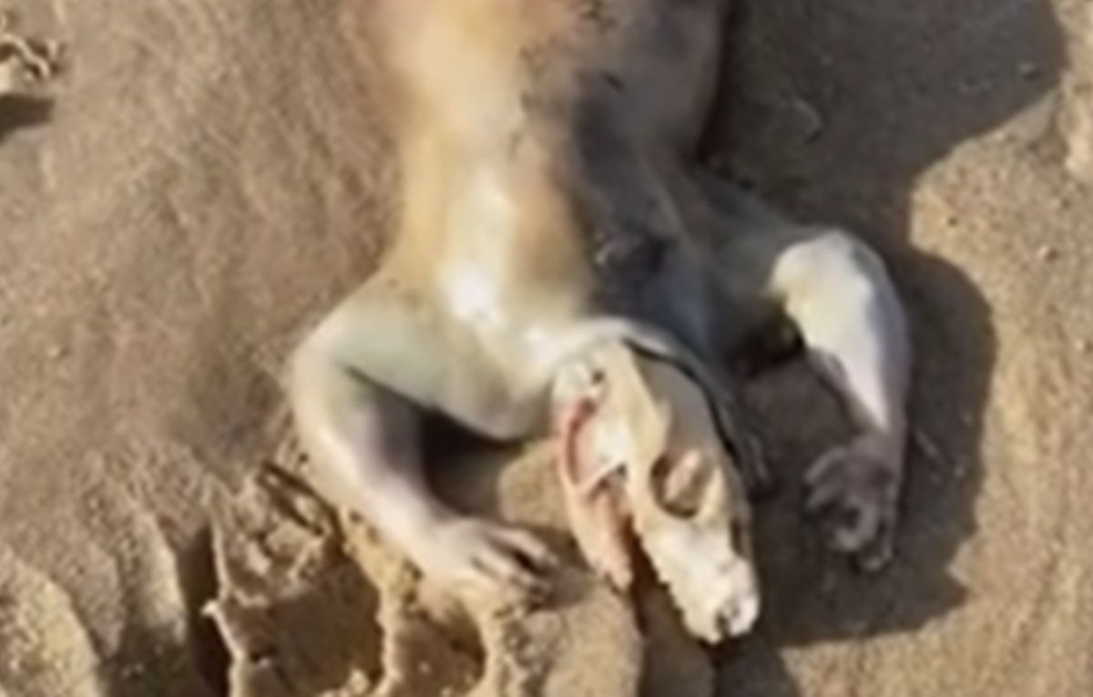 Zwierzę, które mieszkaniec Australii znalazł na plaży, to nie kosmita, lecz pospiolity opos 