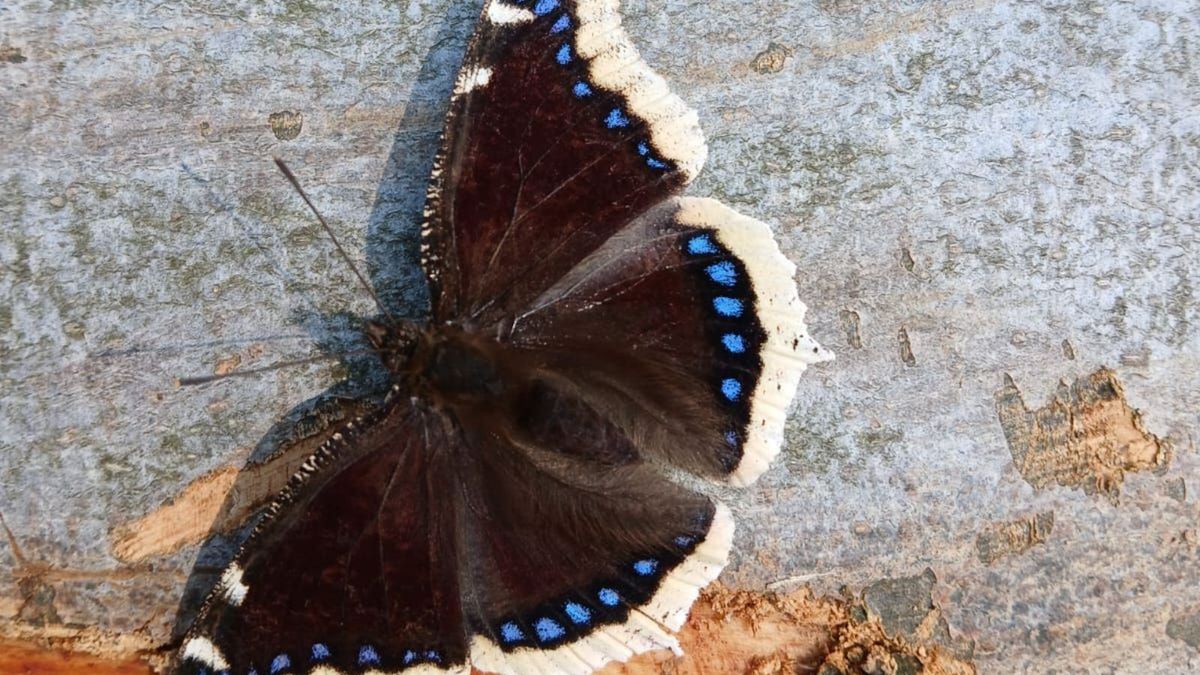 Nietypowy motyl obudził się z zimowego snu