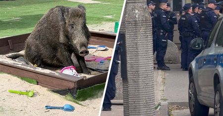 23 policjantów interweniowało w sprawie dzika. Zwierzę zostało zabite