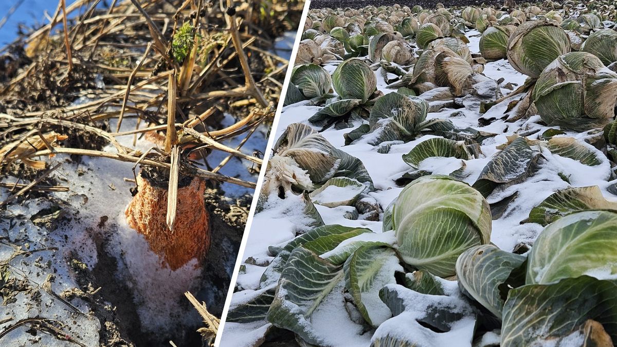 Wielka skala niezebranych plonów widoczna w czasie mrozów