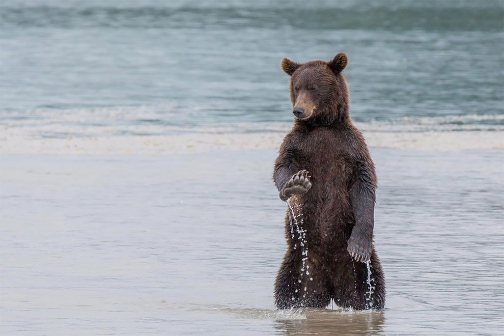 Najzabawniejsze zdjęcia finalistów The Comedy Wildlife Photography Awards 2017 17