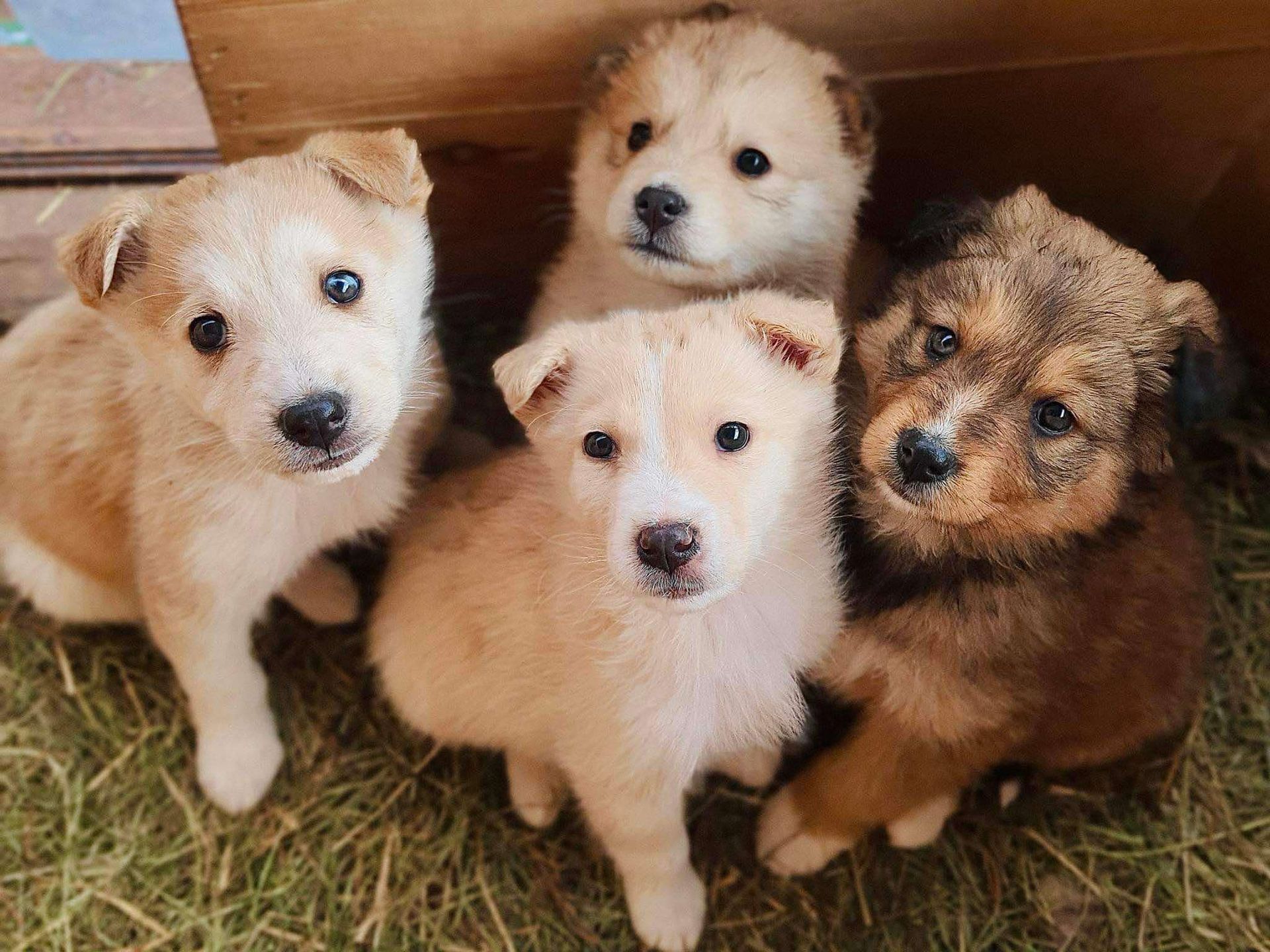 Podopieczni Schroniska w Celestynowie