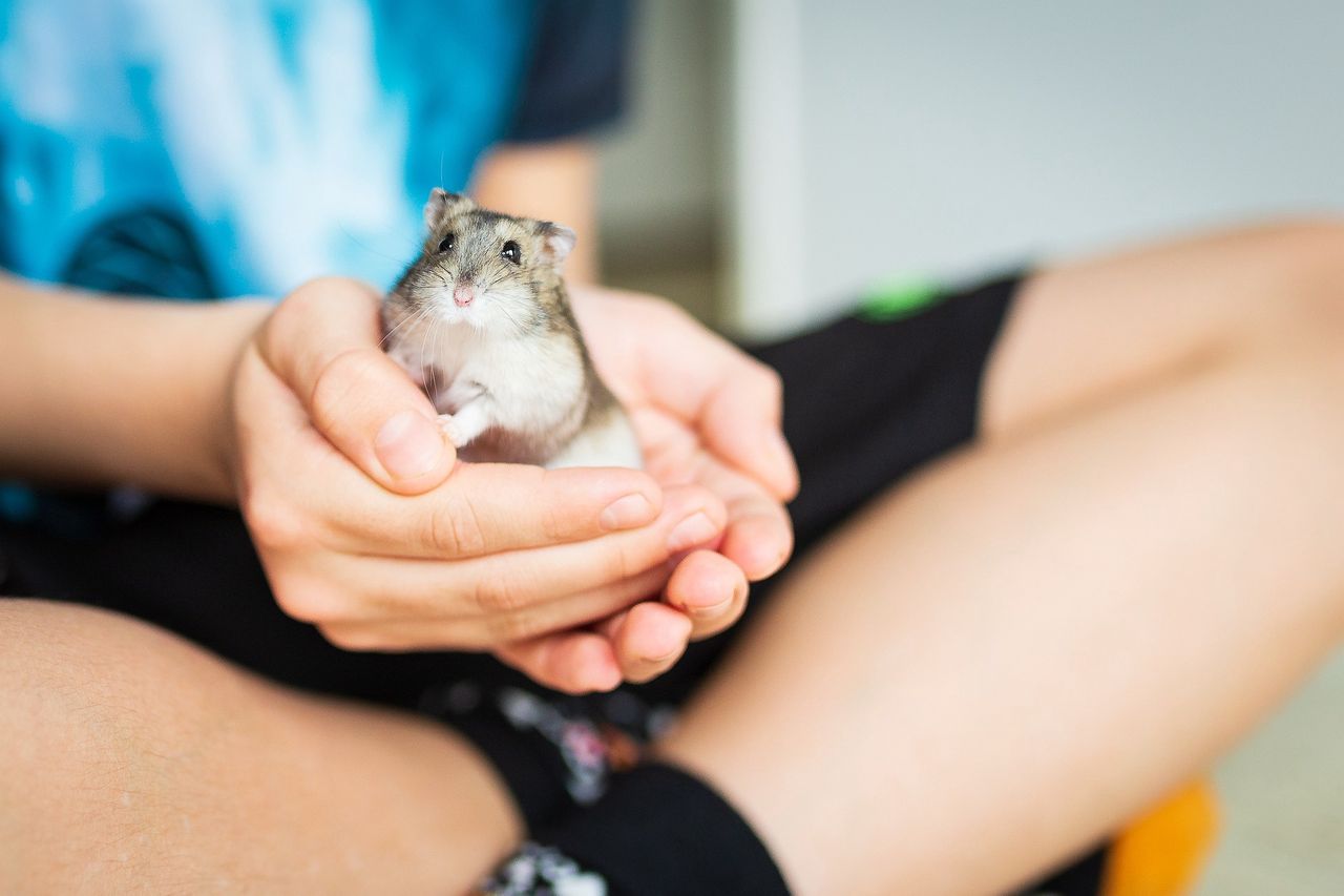 Tragedy in Spain: Woman dies after pet hamster bite