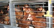 Koniec chowu klatkowego. Komisja Europejska chce wprowadzić zakaz