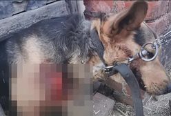 Sołtys oskarżona o znęcanie się nad psem. Ciągle piastuje urząd, mieszkańcy są zastraszani