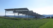 Agrofotowoltaika w Polsce się rozwinie? Umożliwią to ziemniaki