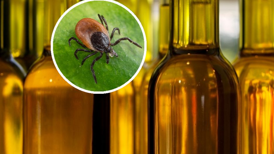 Chroni skórę i odstrasza kleszcze. Składniki znajdziesz w domu