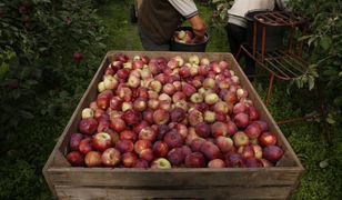 Brali towar od rolników i nie płacili. Prezes z zarzutami oszustwa na 3,5 miliona złotych