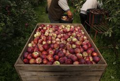 Brali towar od rolników i nie płacili. Prezes z zarzutami oszustwa na 3,5 miliona złotych