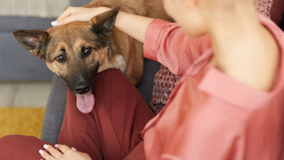 Najtrudniejsze po adopcji psa nie zawsze są pierwsze dni