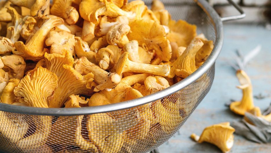 Raw uncooked Chanterelles mushrooms