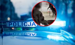 Dziecko znęcało się nad kotem. Matka oskarżona