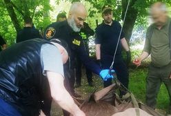 "Spacerował między blokami i podjadał kwiatki". Nietypowi goście na Bielanach