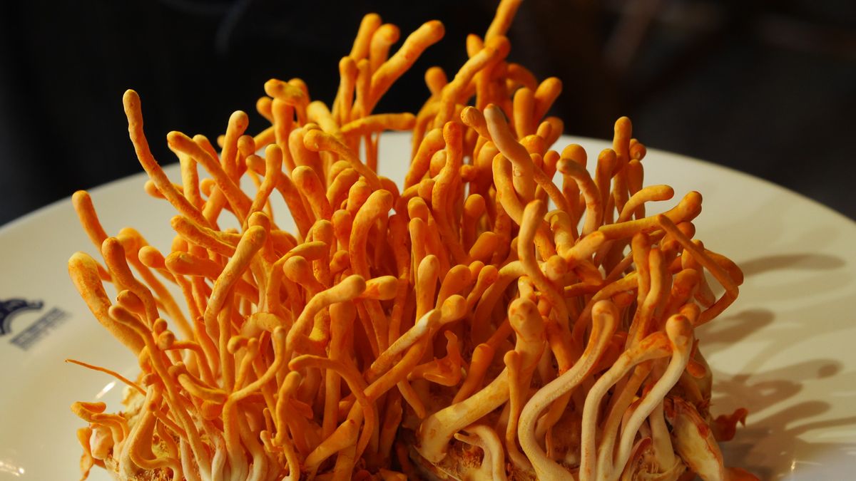 Jakie właściwości ma maczużnik?