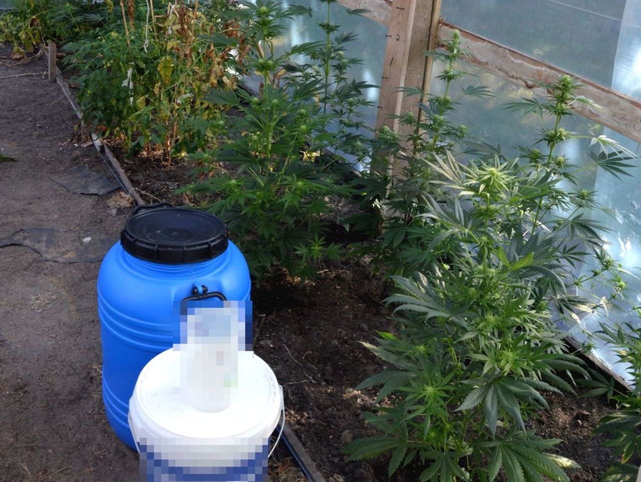 Włodawa: Zatrzymany za nielegalną uprawę. Tak pozyskiwał marihuanę