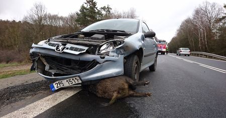 Jak uzyskać odszkodowanie po potrąceniu zwierzęcia?