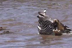 Turyści wstrzymali oddech. Zebra już była skazana na pożarcie krokodyli