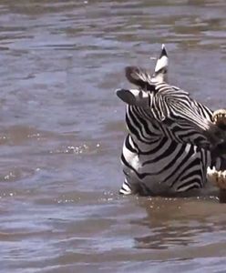 Turyści wstrzymali oddech. Zebra już była skazana na pożarcie krokodyli