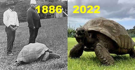 Te zdjęcia dzieli 136 lat, a żółw wciąż żyje. Ma 190 lat!