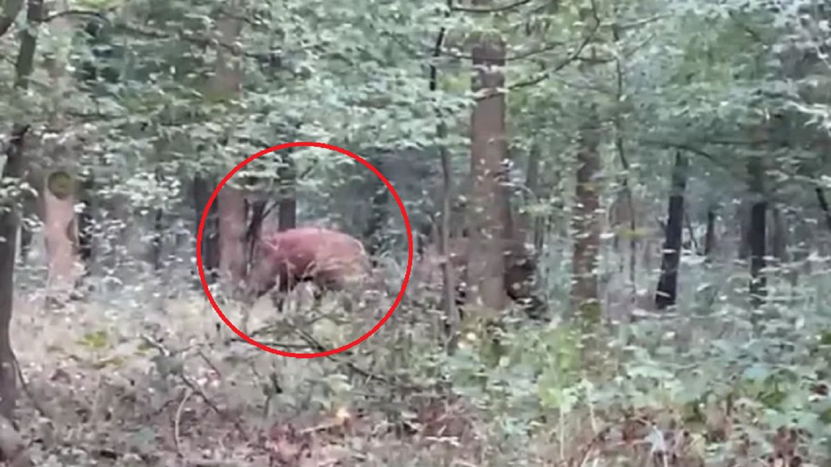 Niezwykły spektakl w lasach. Leśnik wszystko nagrał