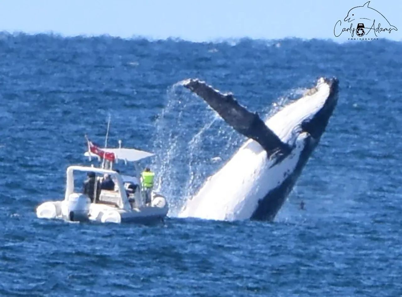 Niebezpieczna sytuacja na zdjęciu. Wieloryb prawie wywrócił łódź