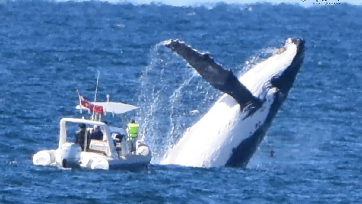 Humbak prawie wywrócił łódź podczas wyskoku.