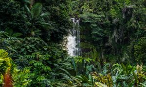 600 tys. zgonów rocznie. Najgroźniejsze zwierze na świecie