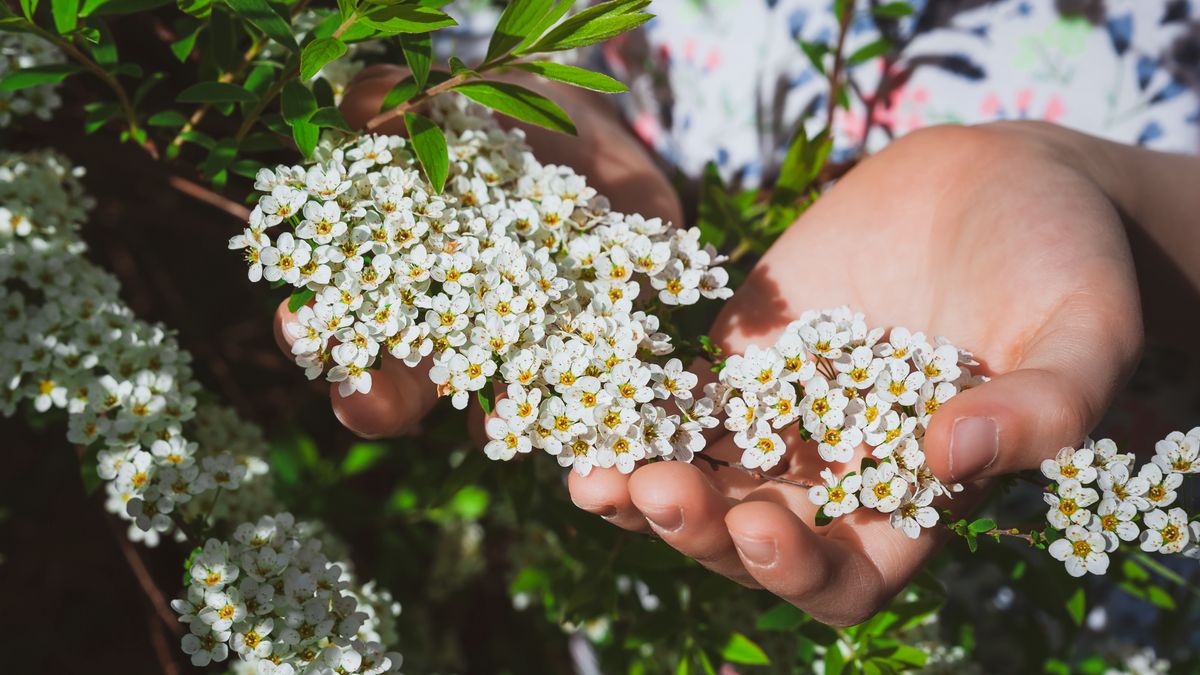 Niektóre zioła wspomagają leczenie reumatyzmu