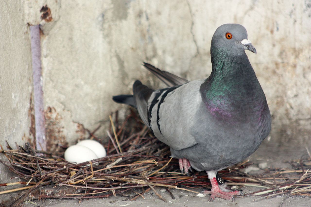 What to do when pigeons want to nest on the balcony?