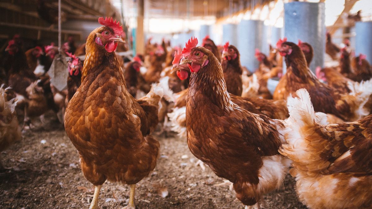 chicken coops producing happy chickens
marcelo de la torre
agriculture, animal, animal markings, beak, bird, brown, chick, chicken, chickens, countryside, domestic, egg, eggs, farm, farming, farmyard, feather, female, food, fowl, free, happy chickens, hen, hens, indoor, industrial, livestock, meadow, meat, natural, nature, nutrition, organic, outdoors, poultry, production, range, red, rooster, rural, agriculture, animal, animal markings, beak, bird, brown, chick, chicken, chickens, countryside, domestic, egg, eggs, farm, farming, farmyard, feather, female, food, fowl, free, happy chickens, hen, hens, indoor, industrial, livestock, meadow, meat, natural, nature, nutrition, organic, outdoors, poultry, production, range, red, rooster, rural, egg laying hens