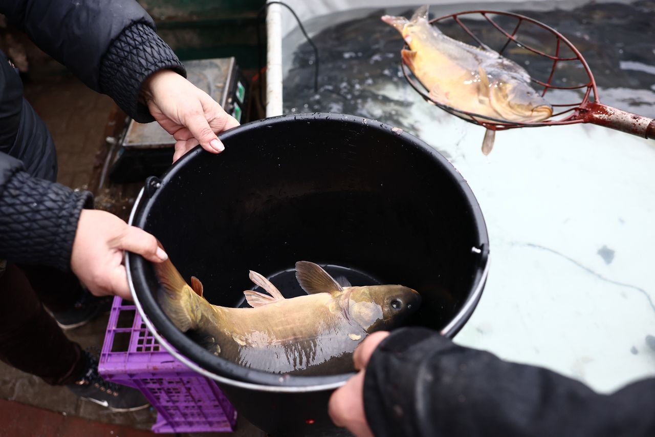 Emerytka kupiła ryby na święta. Pokazała swój rachunek. "Zatkało mnie"