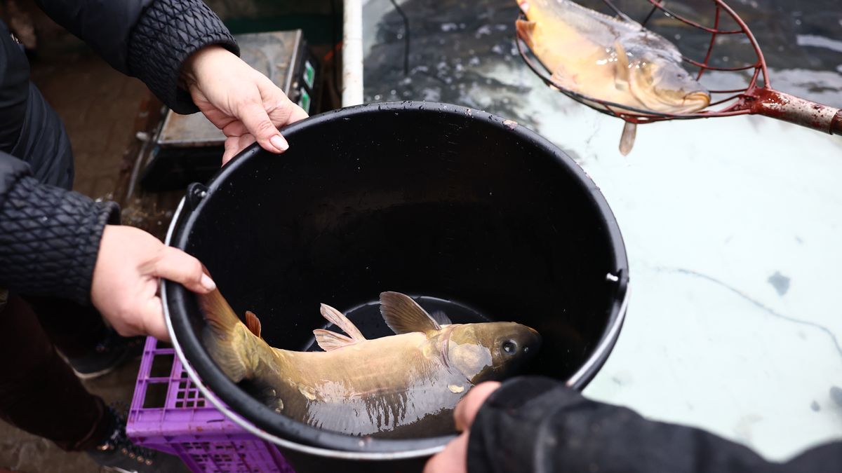 Daily Life And Economy In Krakow Before Christmas
Carp fish for sale is seen on a stand in Krakow, Poland on December 23, 2024. (Photo by Jakub Porzycki/NurPhoto via Getty Images)
NurPhoto
market, photojournalism, seasonal., carps, commerce, holiday, jakub porzycki, traditional, aquatic, outdoor, image, festival, stand, european, culinary, live, trade, nurphoto, alive, polish, cuisine