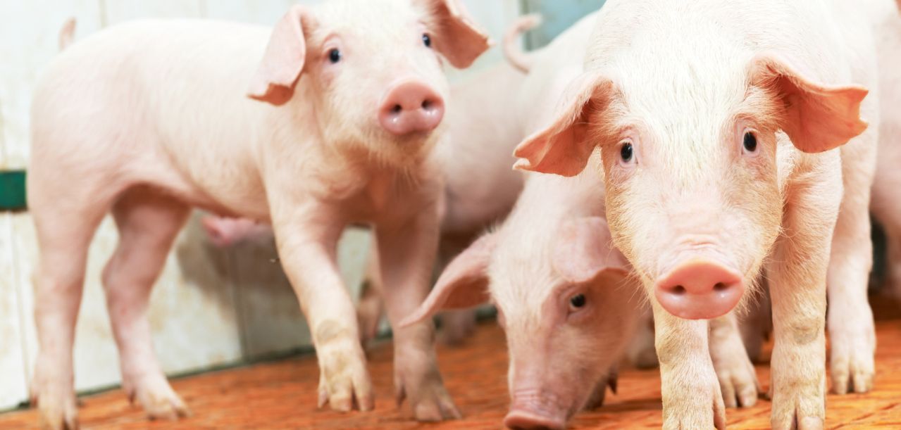 Dofinansowanie do bioasekuracji 2025. Ostatni moment na wnioski