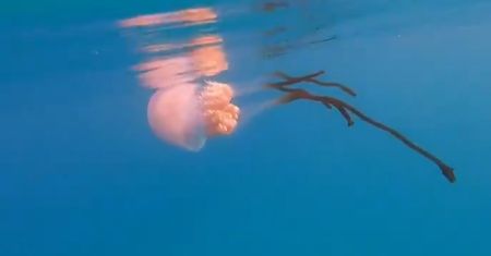 Gigantyczne meduzy na plaży. Nastraszyły turystów w Hiszpanii