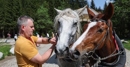 290 koni będzie wozić turystów do Morskiego Oka w sezonie letnim