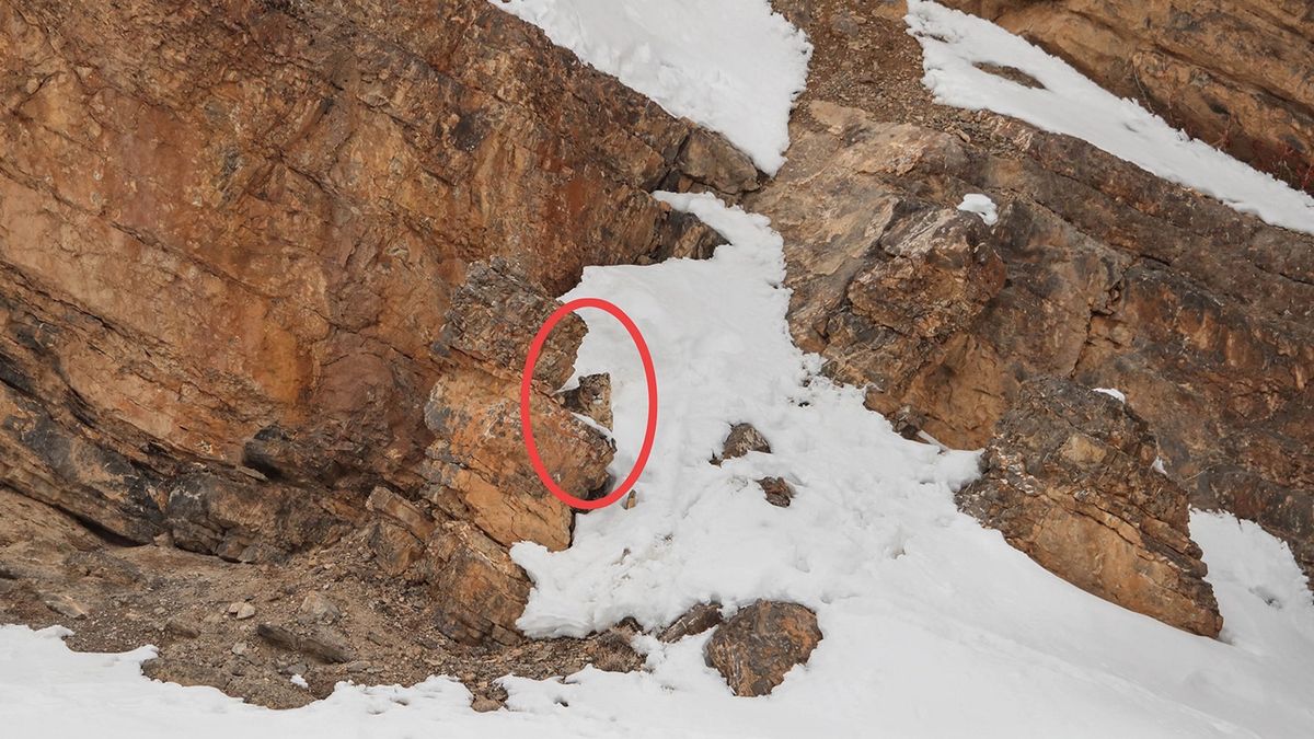 Pantera ukryła się w skałach i śniegu