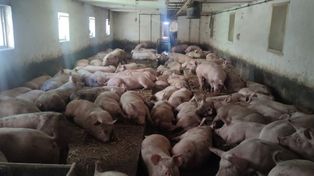 Dramatyczne ceny żywca. Rolnicy mówią: „To chyba planowane dobicie branży”