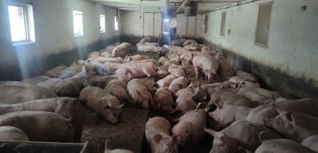 Dramatyczne ceny żywca. Rolnicy mówią: „To chyba planowane dobicie branży”